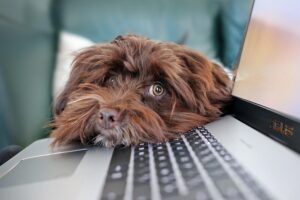 Hond laptop