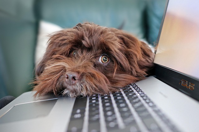 Hond laptop